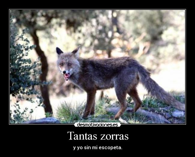 Tantas zorras -
