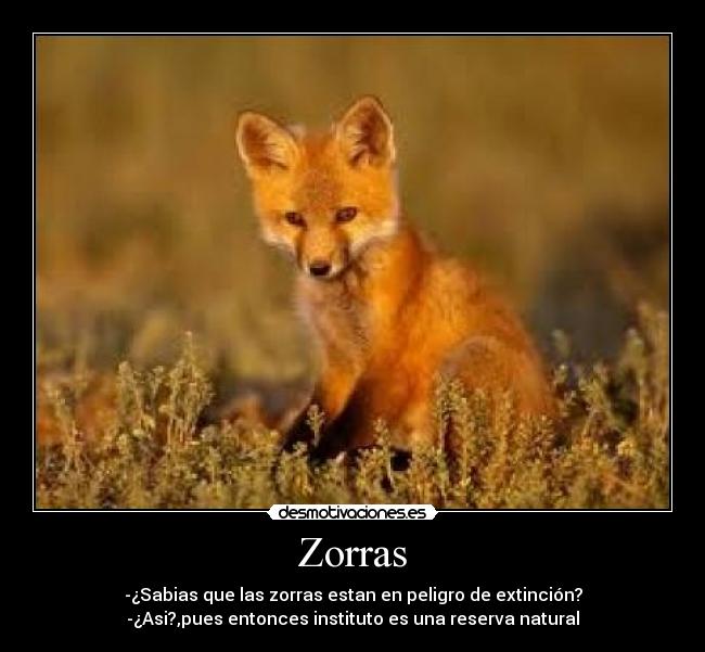 Zorras - -¿Sabias que las zorras estan en peligro de extinción?
-¿Asi?,pues entonces instituto es una reserva natural