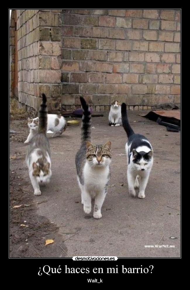 ¿Qué haces en mi barrio? - 