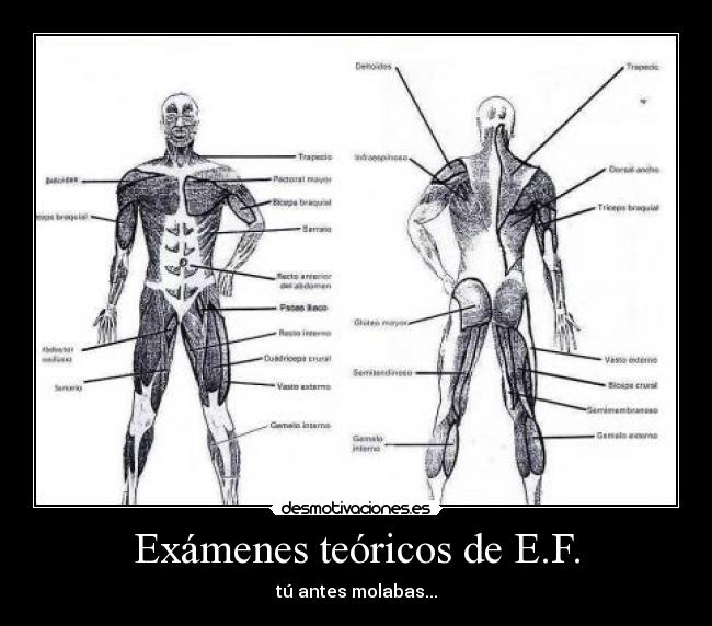 Exámenes teóricos de E.F. - tú antes molabas...
