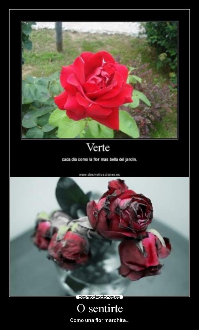 O sentirte - Como una flor marchita...
