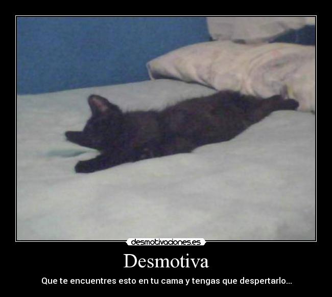 carteles gato desmotivaciones