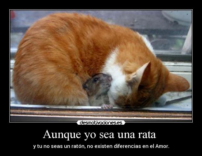 Aunque yo sea una rata  - y tu no seas un ratón, no existen diferencias en el Amor.