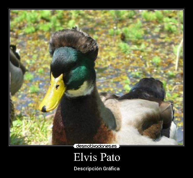 Elvis Pato - 