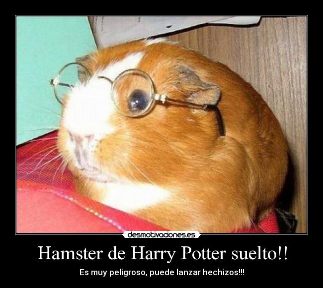 Hamster de Harry Potter suelto!! -