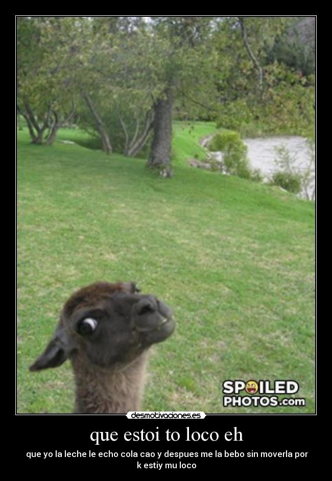 que estoi to loco eh - 