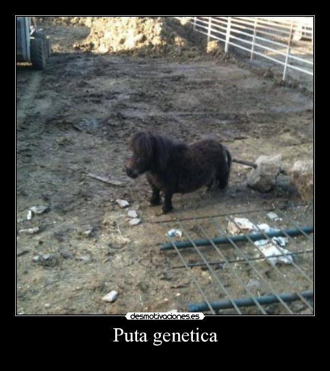 Puta genetica - 