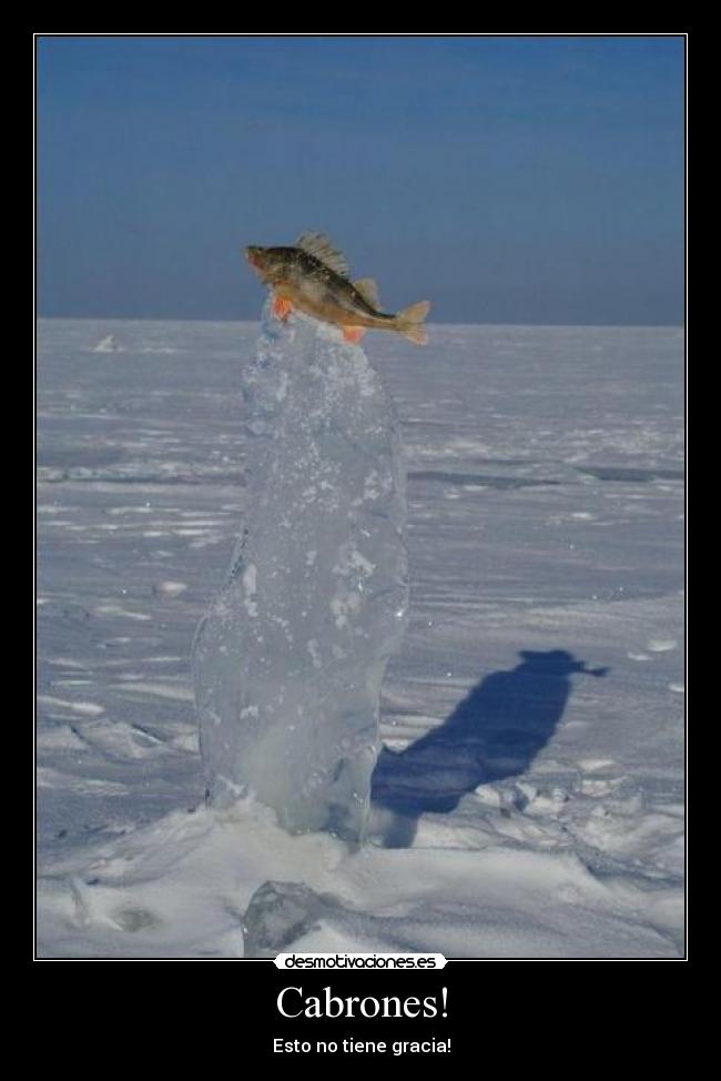 carteles pez cabrones hielo desmotivaciones