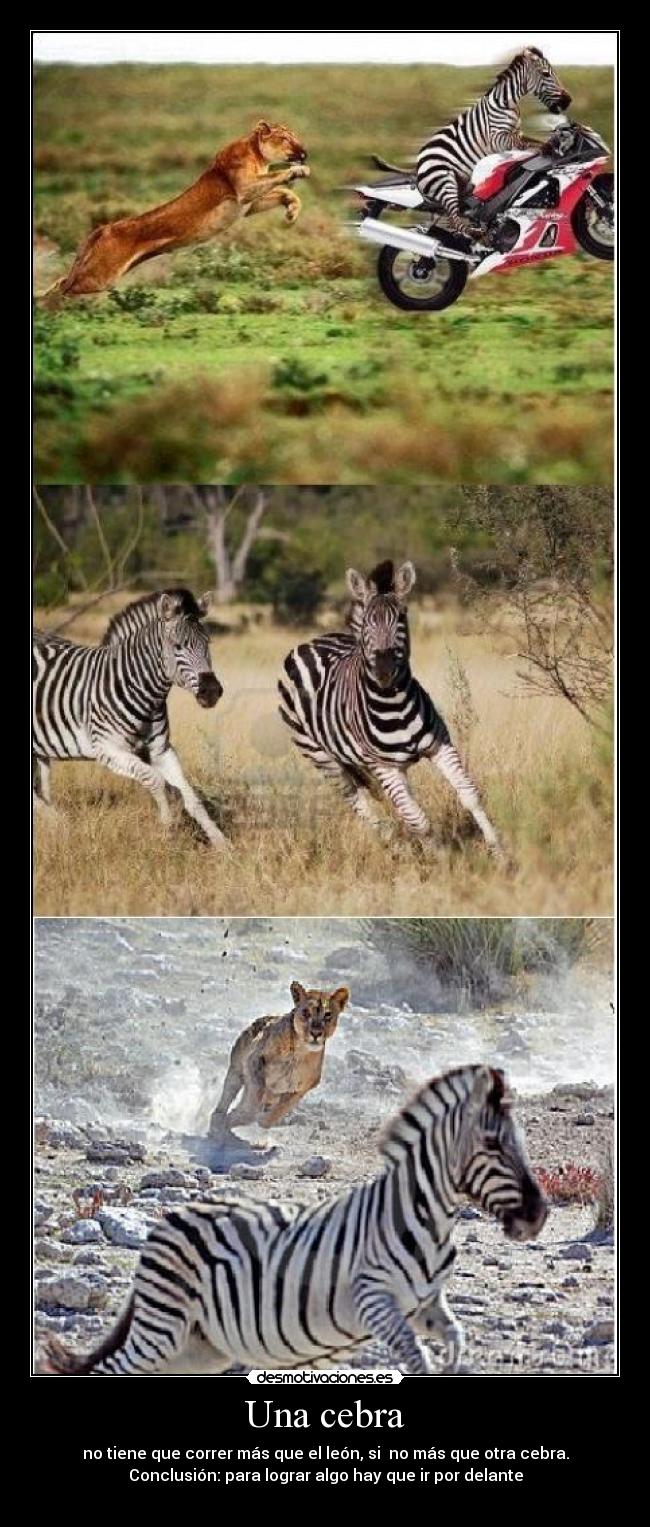 Una cebra -