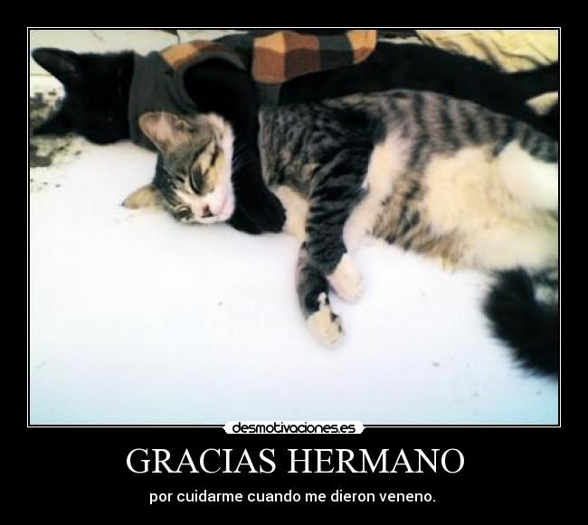 GRACIAS HERMANO - 