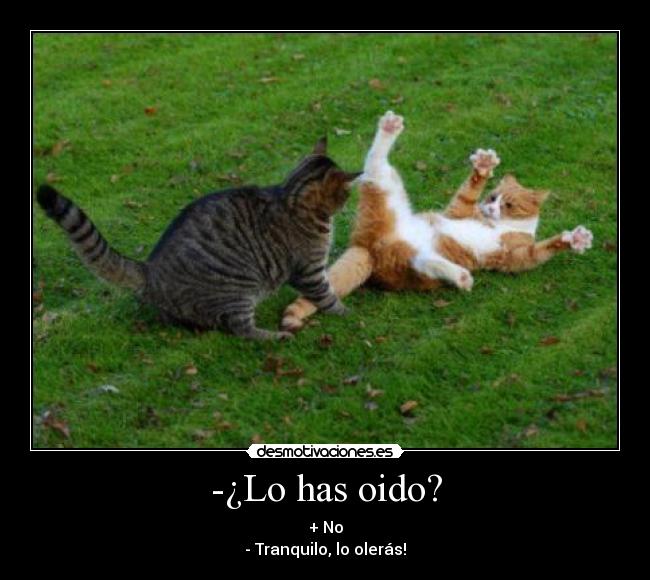 -¿Lo has oido? - 