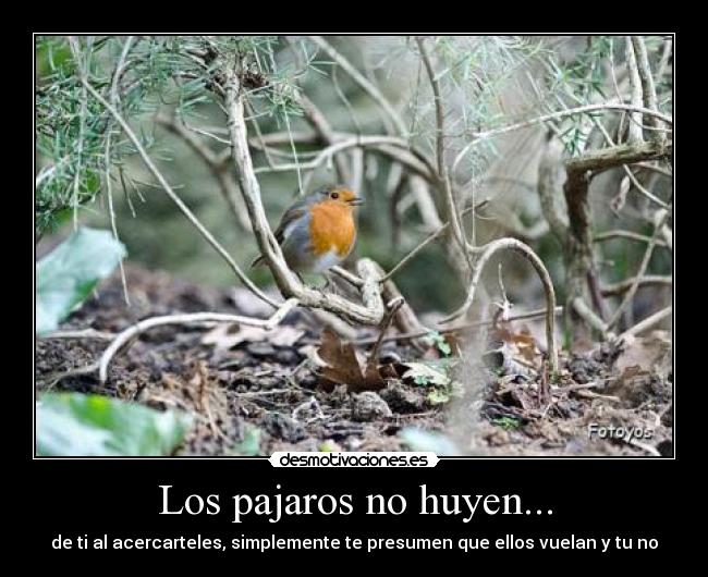 Los pajaros no huyen... - 