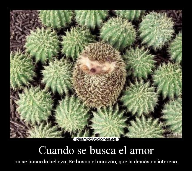 Cuando se busca el amor -