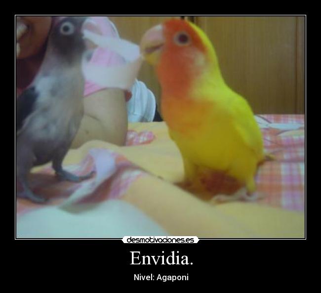 Envidia. -