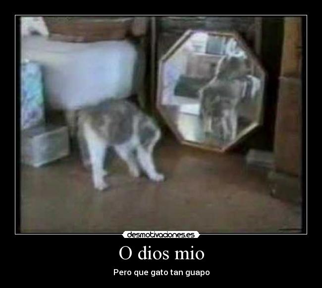 O dios mio - Pero que gato tan guapo