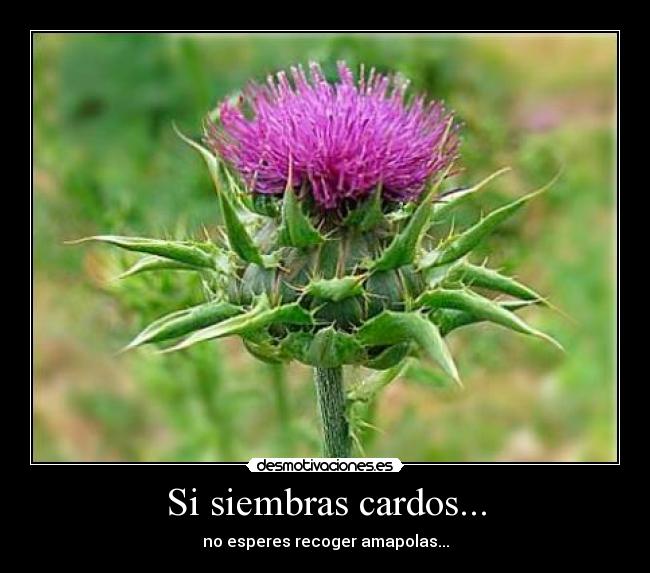 Si siembras cardos... - no esperes recoger amapolas...
