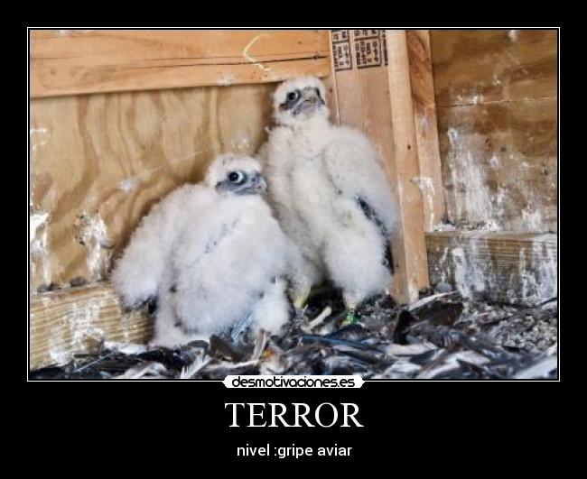TERROR - nivel :gripe aviar