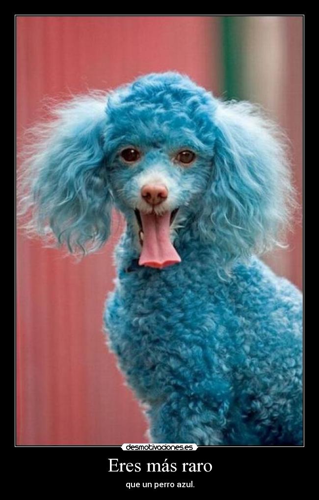 Eres más raro - que un perro azul.