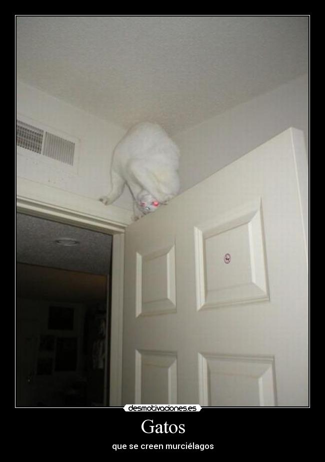 Gatos -