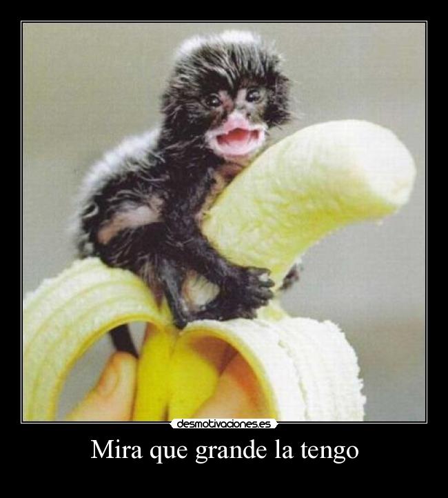 Mira que grande la tengo -