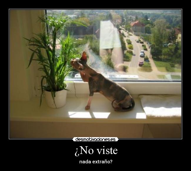 ¿No viste - 