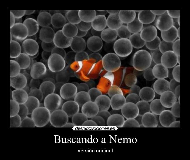 carteles nemo pez buscar desmotivaciones