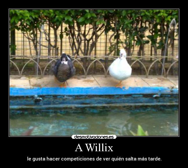 carteles willix competiciones ver quien salta tarde desmotivaciones