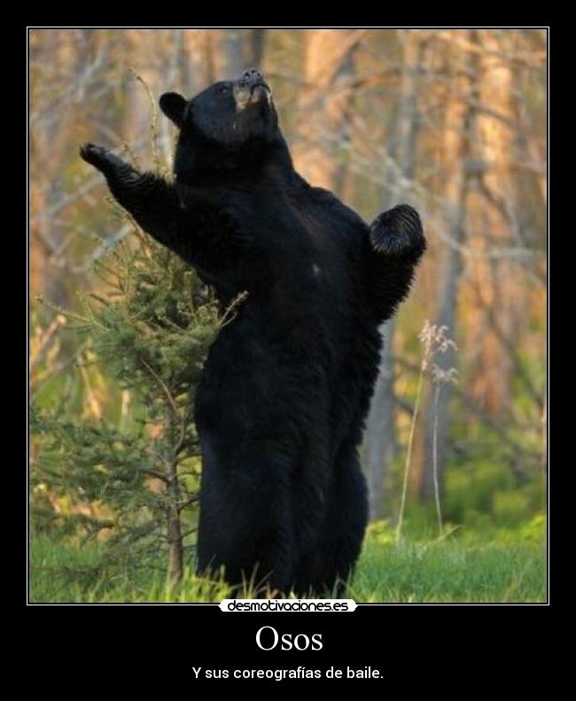 Osos - Y sus coreografías de baile.