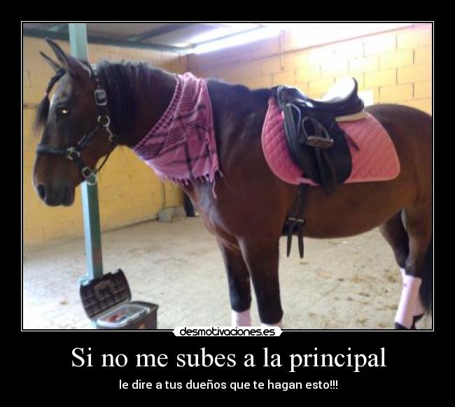 Si no me subes a la principal - le dire a tus dueños que te hagan esto!!!