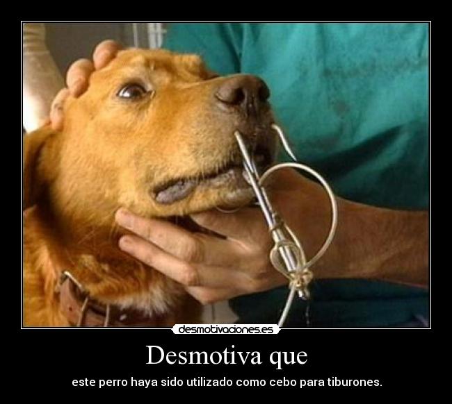 Desmotiva que - este perro haya sido utilizado como cebo para tiburones.