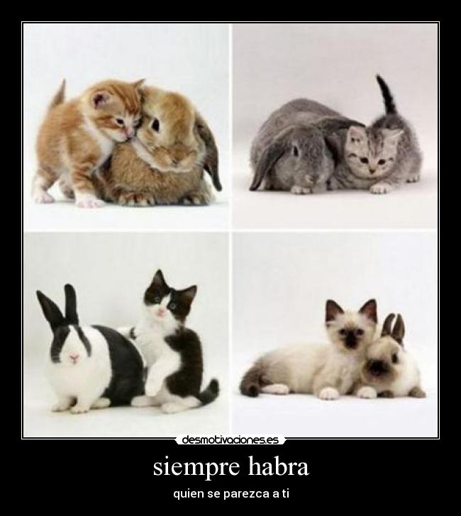 siempre habra - 
