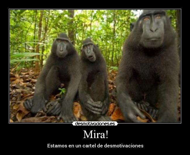 Mira! -