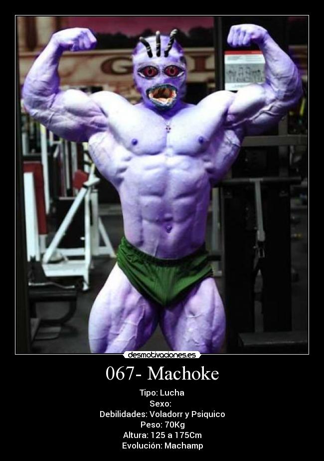 067- Machoke - Tipo: Lucha
Sexo: ♂♀
Debilidades: Voladorr y Psiquico
Peso: 70Kg
Altura: 125 a 175Cm
Evolución: Machamp