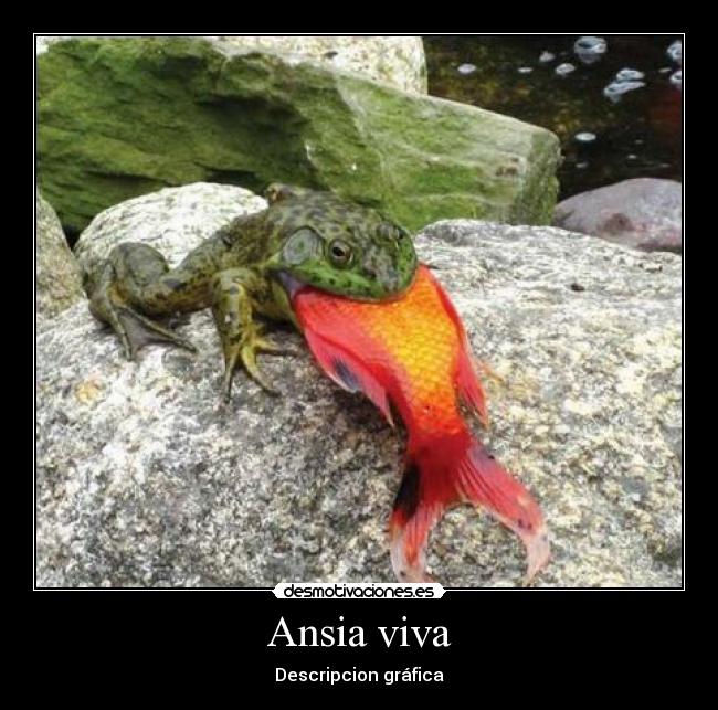 Ansia viva - Descripcion gráfica