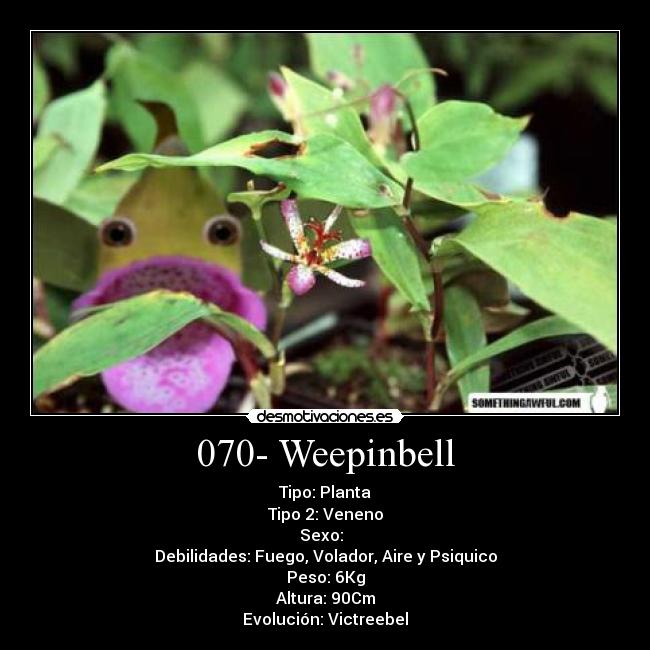 070- Weepinbell - Tipo: Planta
Tipo 2: Veneno
Sexo: ♂♀
Debilidades: Fuego, Volador, Aire y Psiquico
Peso: 6Kg
Altura: 90Cm
Evolución: Victreebel