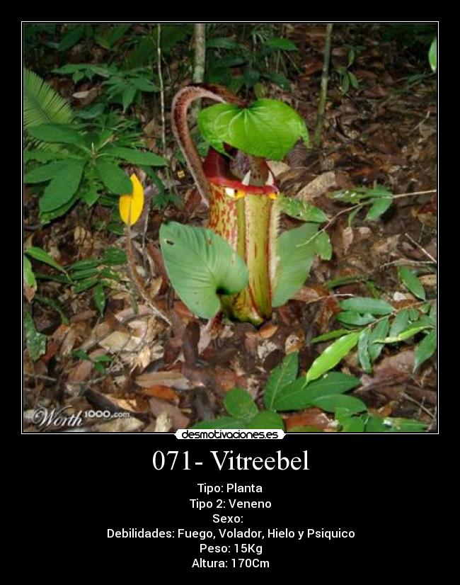 071- Vitreebel - 