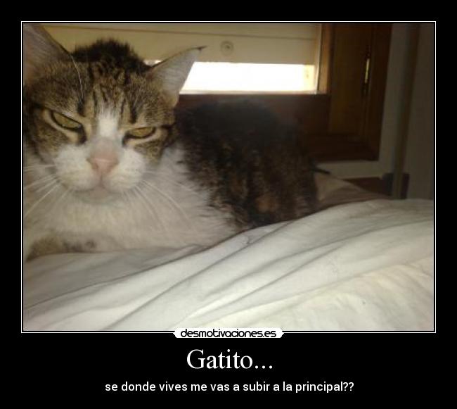 Gatito... - se donde vives me vas a subir a la principal??