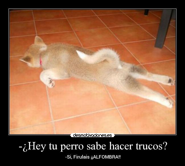 -¿Hey tu perro sabe hacer trucos? - -Si, Firulais ¡¡ALFOMBRA!!