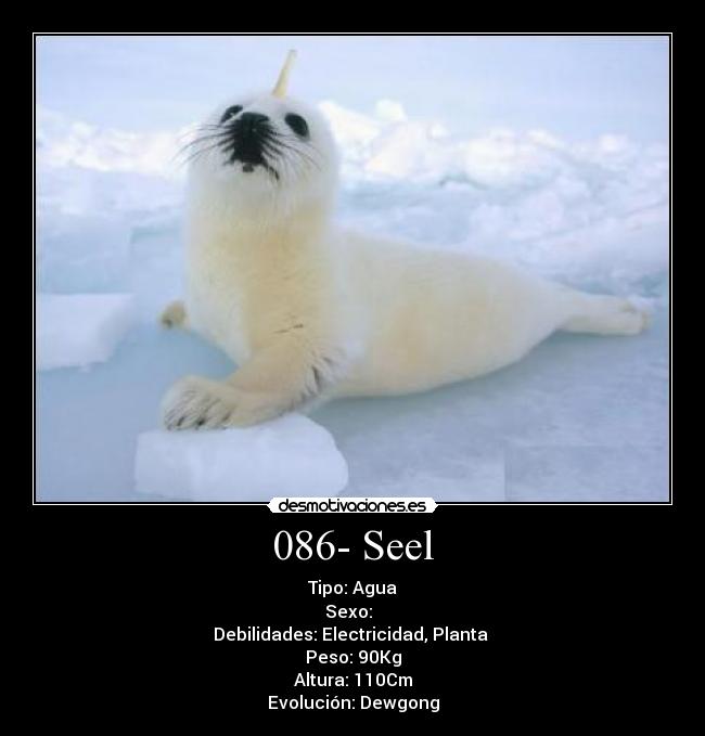 086- Seel - Tipo: Agua
Sexo: ♂♀
Debilidades: Electricidad, Planta 
Peso: 90Kg
Altura: 110Cm
Evolución: Dewgong