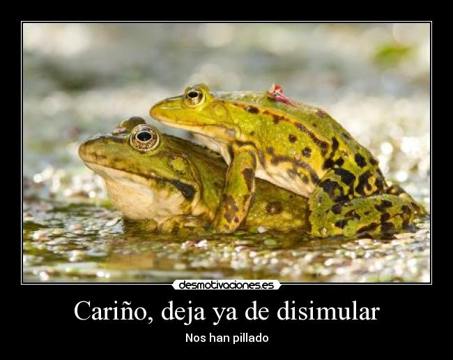 Cariño, deja ya de disimular -