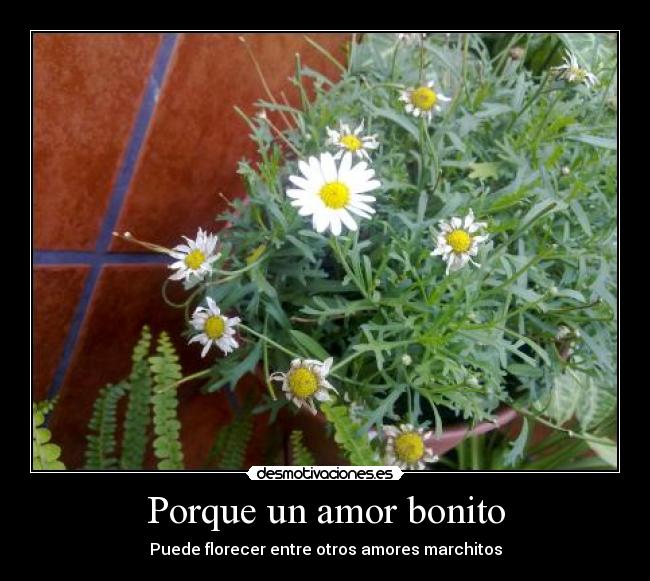 Porque un amor bonito - Puede florecer entre otros amores marchitos