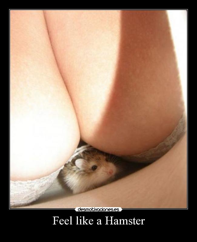 Feel like a Hamster -