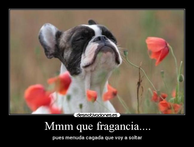 Mmm que fragancia.... - 