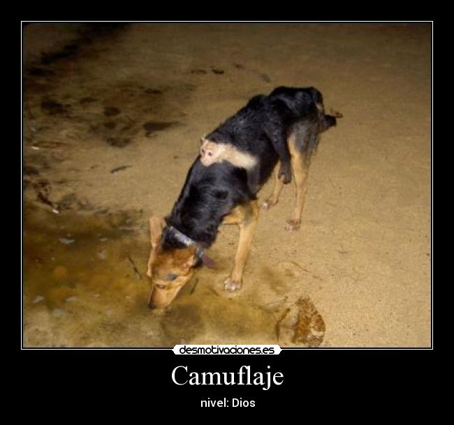 Camuflaje - nivel: Dios