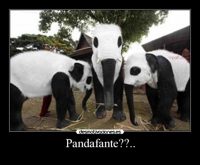 Pandafante??.. -