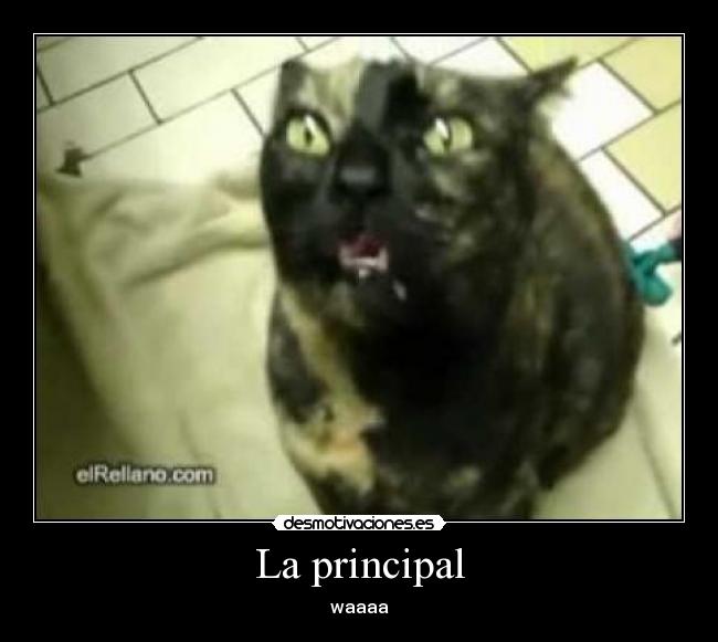 La principal - waaaa