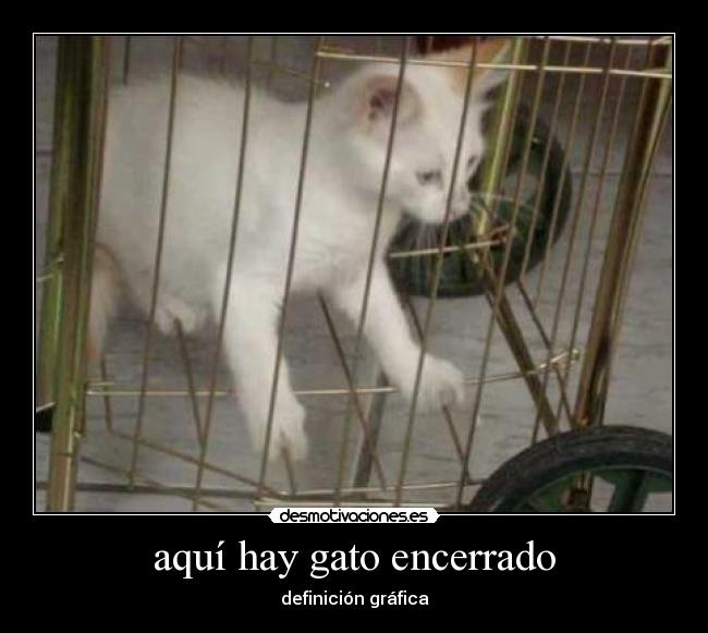 aquí hay gato encerrado -