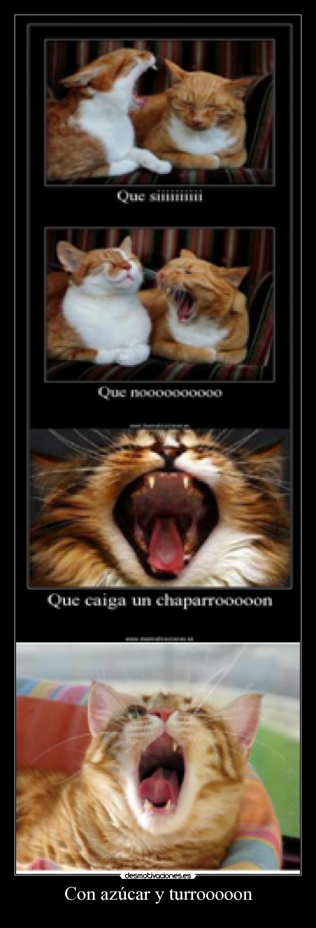 carteles gato desmotivaciones