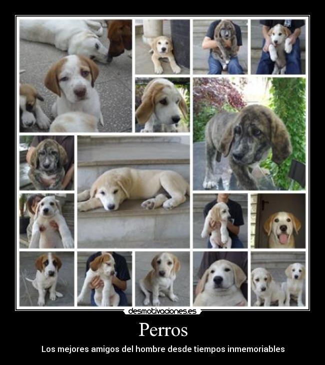 Perros - Los mejores amigos del hombre desde tiempos inmemoriables