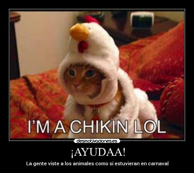 ¡AYUDAA! - La gente viste a los animales como si estuvieran en carnaval